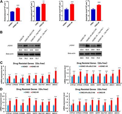 Radioresistant Nasopharyngeal Carcinoma Cells Exhibited Decreased Cisplatin Sensitivity by Inducing SLC1A6 Expression